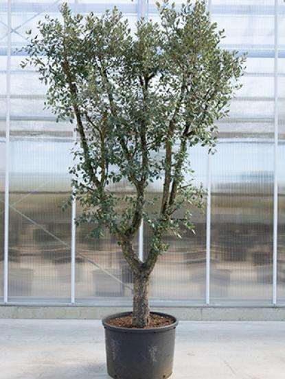 Quercus suber