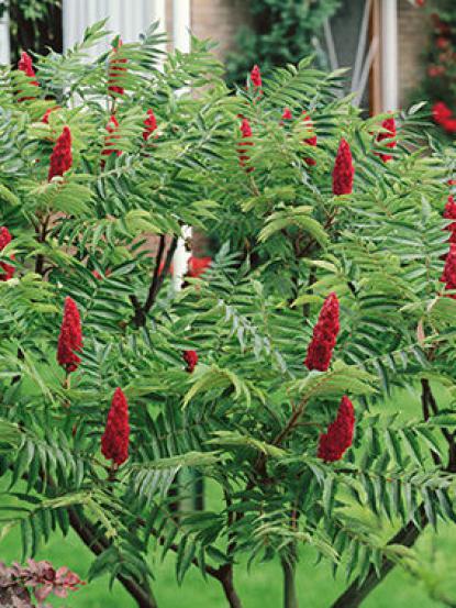 Rhus typhina 'Dissecta'
