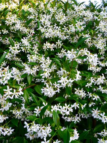Rhyncospermum jasminoides