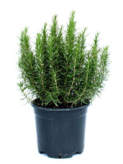 Rosmarinus officinalis