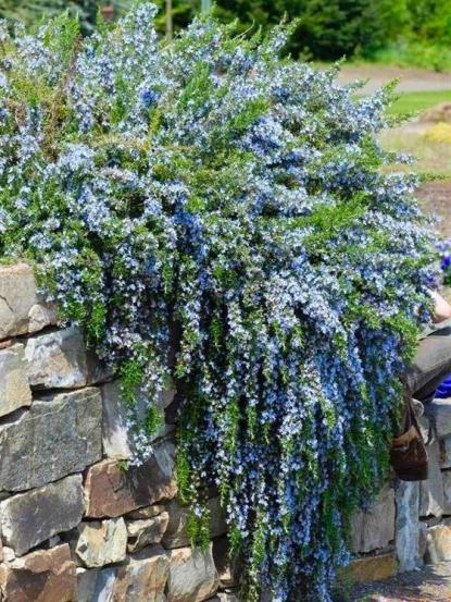 Rosmarinus officinalis 'Prostratus'