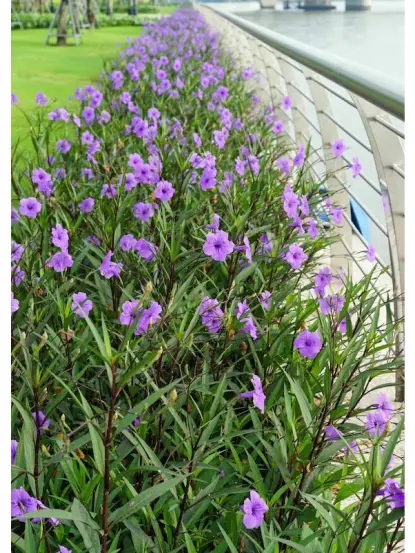 Ruellia simplex