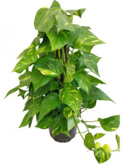 Scindapsus Pothos