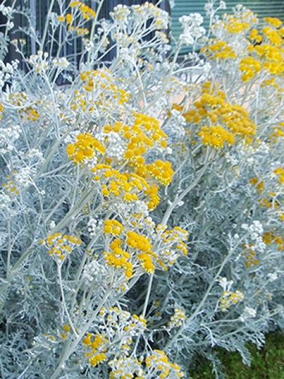 Senecio cineraria