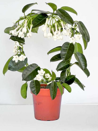 Stephanotis floribunda