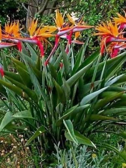 Strelitzia reginae