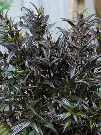 Strobilanthes anisophyllus 'Brunetthy'