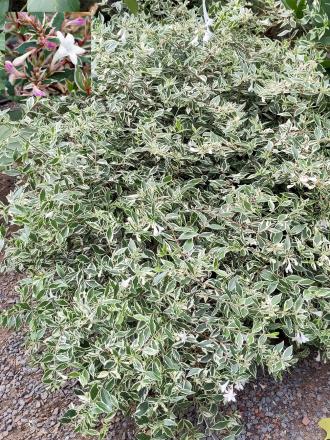 Abelia × grandiflora 'Confetti'