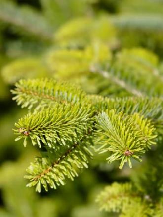 Abies sp.