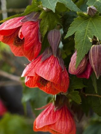 Abutilon sp