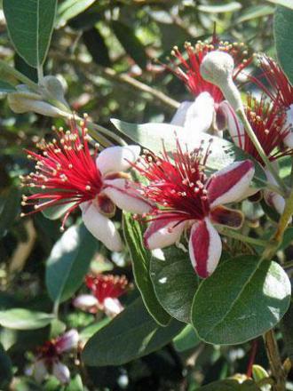 Acca sellowiana