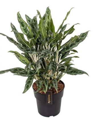 Aglaonema greyhound
