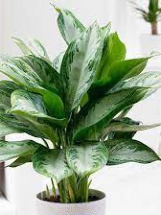 Aglaonema silver bay