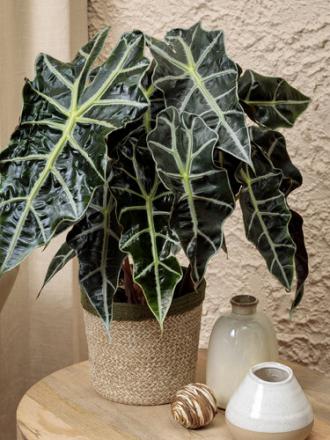 Alocasia polly