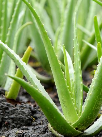 Aloe Vera