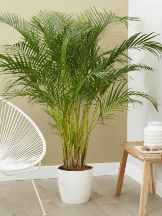 Dypsis lutescens