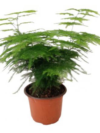 Asparagus setaceus 