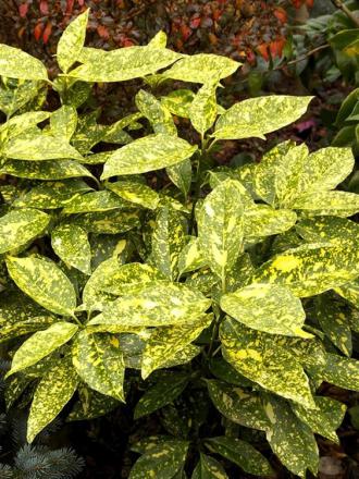 Aucuba japonica crotonifolia