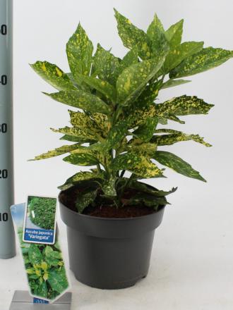 Aucuba japonica
