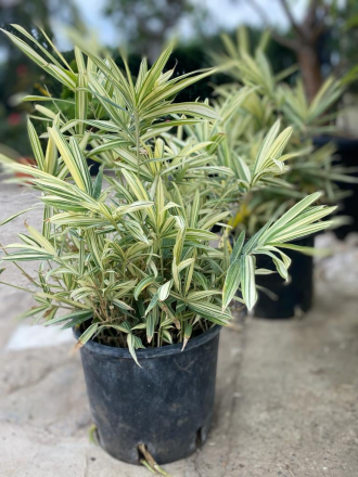 Bambusa Nana Variegata