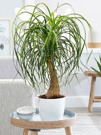 Beaucarnea Recurvata