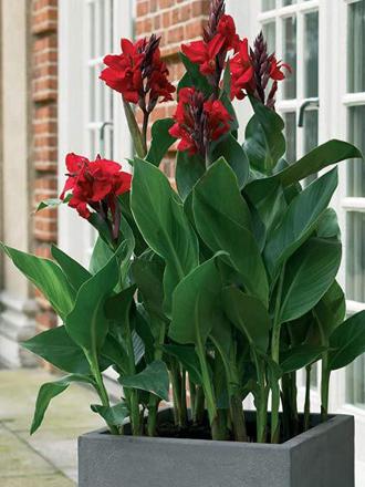Canna indica