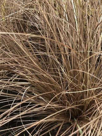 Carex comans 'Milk Chocolate'
