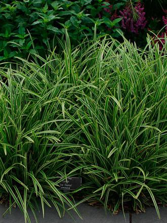Carex morrowi