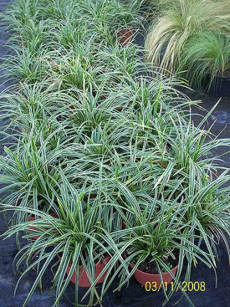 Carex morrowii ice dance