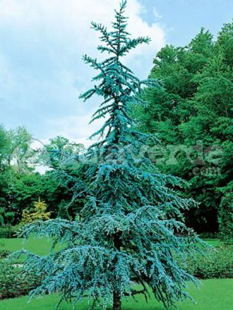 Cedrus atlantica