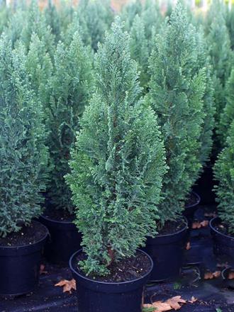 Chamaecyparis lawsoniana ellwoodii 