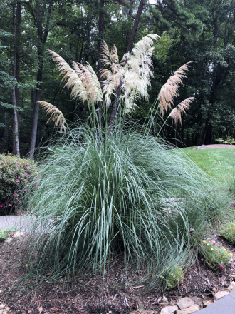 Cortaderia selloana