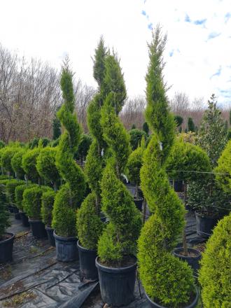 Cupressus Macrocarpa Spiralle