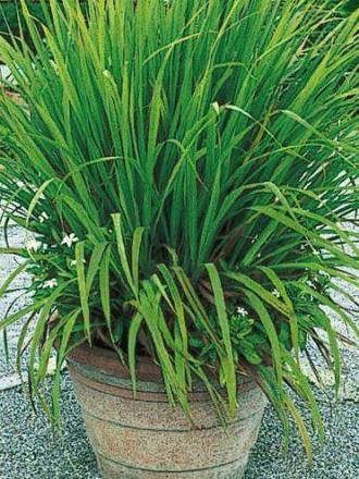 Cymbopogon citratus