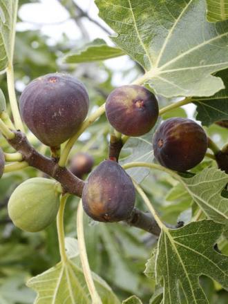 Ficus carica