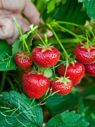 Fragaria × ananassa