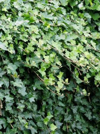 Hedera helix