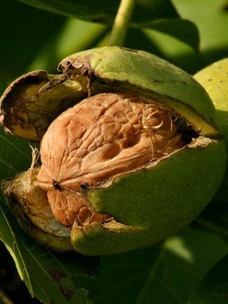 Juglans regia
