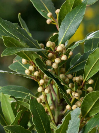 Laurus Nobilis Thumbnail