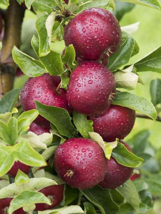 Malus domestica