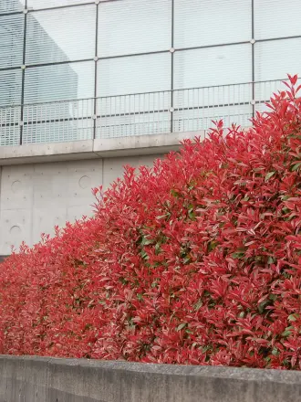 Photinia x Fraseri 