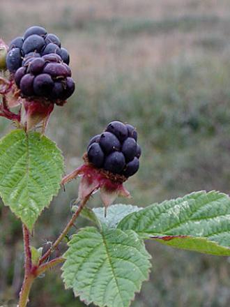 Rubus caesius