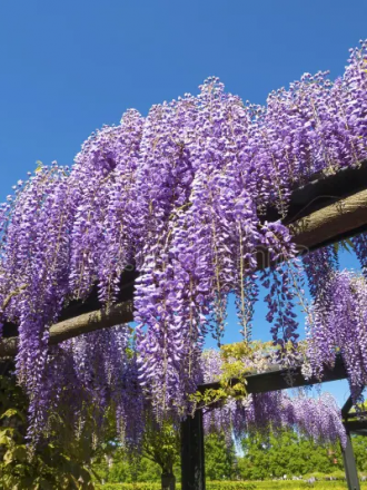 Wisteria Sinensis