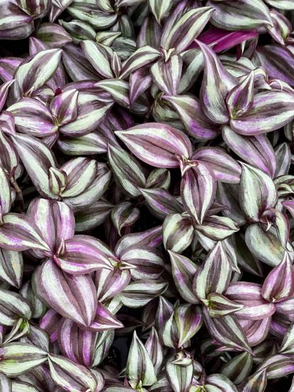 Tradescantia zebrina