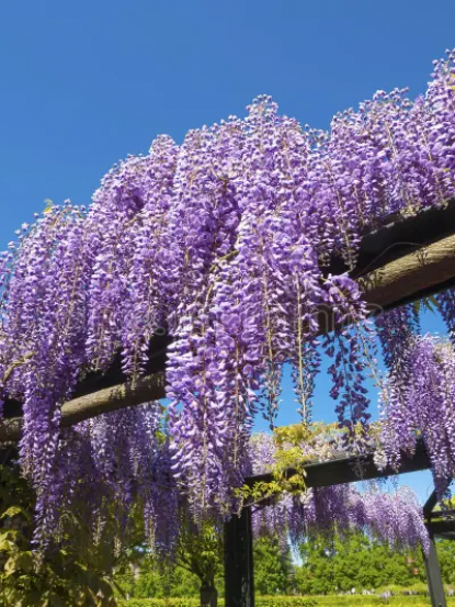Wisteria sinensis