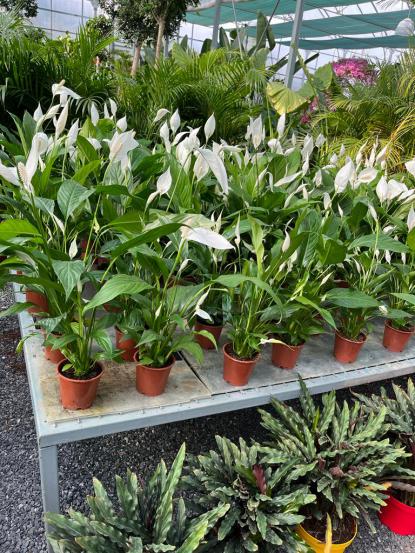 Spathiphyllum wallisii