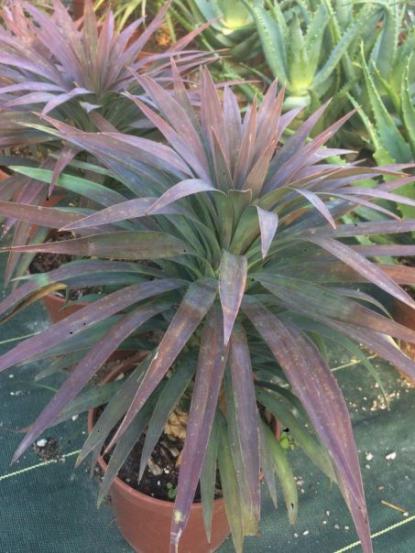 Yucca desmetiana