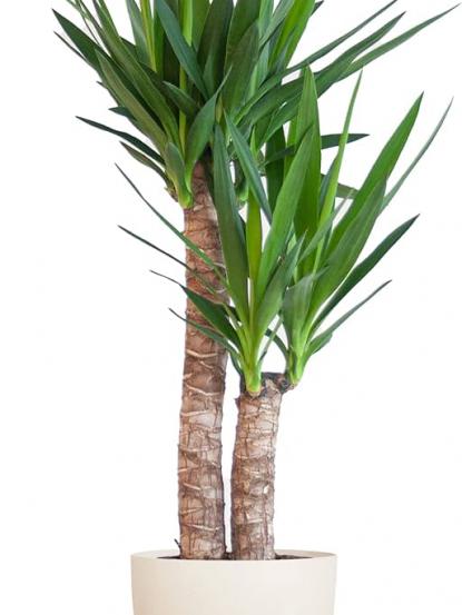 Yucca elephantipes (Yucca gigantea)