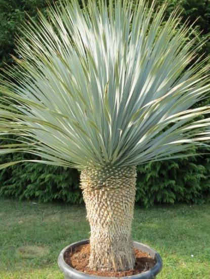 Yucca rostrata